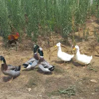 اردک کاکلی