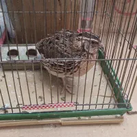 بلدرچین نر