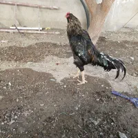 خروس لاری وتخم بوقلمون