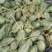 میوه درمانی لگجی (باکو)