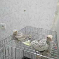 عروس هلندی سرلاکی