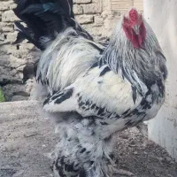 خروس برهما لایت اصل