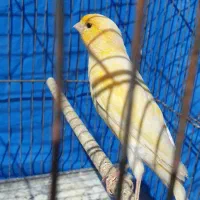 قناری نر بخون لیمویی ،پرتقالی
