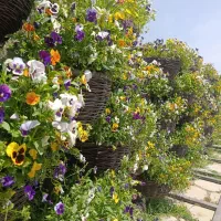 فروشنده خانم