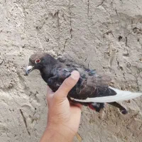 کبوتر مینا بور