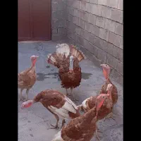 پرنده|حیوانات مزرعه|اسلام‌‌آباد غرب, |دیوار