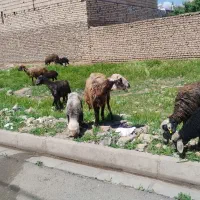 گوسفند با بره 25کیلو