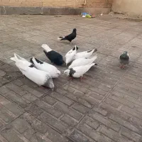 دم سفید|پرنده|بم, |دیوار