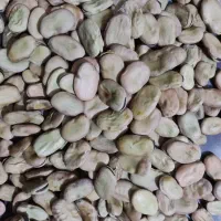 فروش عمده باقلا
