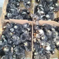 جوجه سیرجانی