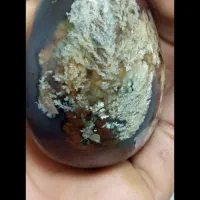 توپی گل زرد درجه یک