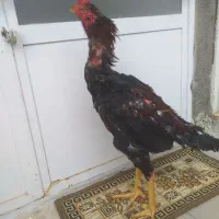 خروس لاری