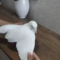 کبوتر|پرنده|مشهد, رستگار|دیوار