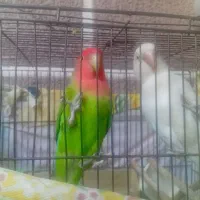 جفت کوتوله برزیلی با قفس و وسایلهاش
