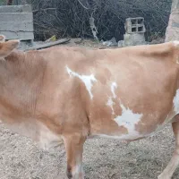 گاو