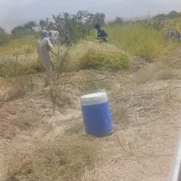 باغ پسته و طرح بارانی