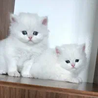 گربه بریتیش