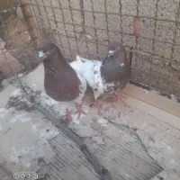 طوقی‌هاجفت‌خورده‌دهن‌جور‌‌‌‌ اویناخ شدید
