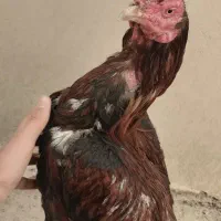 خروس نصل بالا