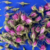 غنچه گل محمدی