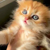 گربه های اصیل