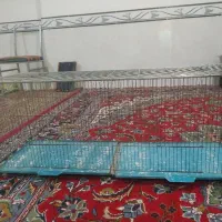 فنچ نرگسی|پرنده|بجنورد, |دیوار