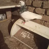 طوقی هفت رنگبا چپ