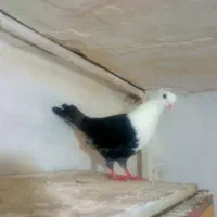 کلاغ سیاه کربلایی