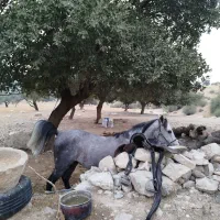 اسب|اسب و تجهیزات اسب‌سواری|نورآباد ممسنی, |دیوار