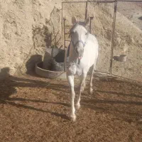 اسب|اسب و تجهیزات اسب‌سواری|نوبران, |دیوار