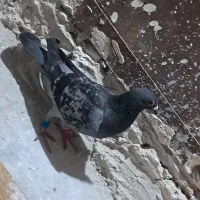 کفتر|پرنده|گلبهار, شهر جدید گلبهار|دیوار