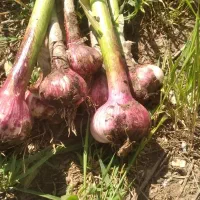 سیر  قرمز