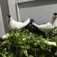 یک جفت نروماده عتیقه