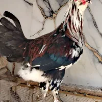 خروس محلی چهل تاج  جوان  لری