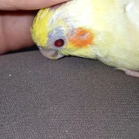 عروس هلندی گمشده