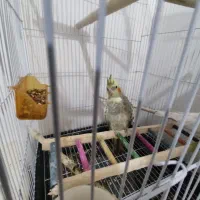 عروس هلندی