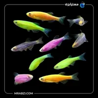 ماهی زبرا
