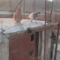 2 عدد نر 1 ماده خوشگل