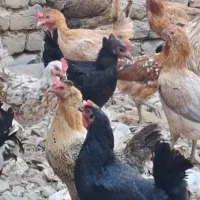 تعدادی مرغ محلی