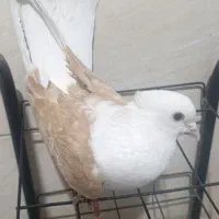 کبوتر