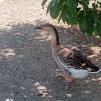 تخم نطفه دار برای جوجه کشی