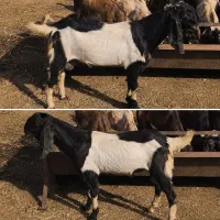 بز نر پاکستانی