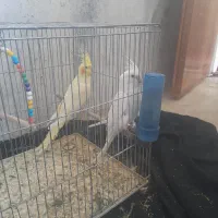 عروس هلندی