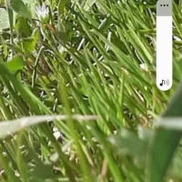 سبزی خشک تازه  ارگانیک ارزا نتر  ازهمه جا