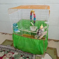 عروس هلندی نر5ماهه