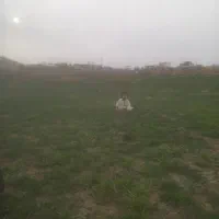 بره محلی نر و ماده