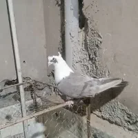 کفتر کربلایی ماده کاکلی