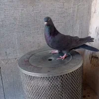 کفتر|پرنده|جونقان, |دیوار