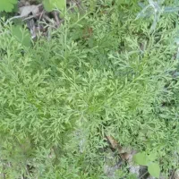 گیاه دارویی مخصوص کیست مویی