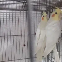 عروس هلندی مولد